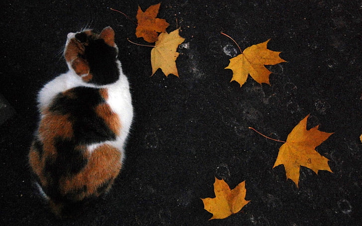 القط كاليكو ، القط ، أسفل ، أوراق الشجر ، الخريف، خلفية HD