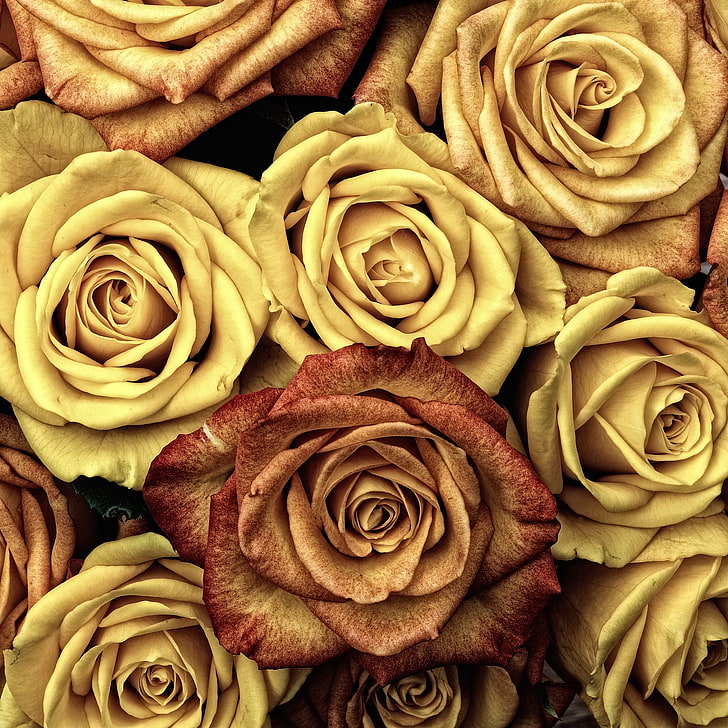 Rosas amarillas y rojas, rosas, capullos, flores, pétalos, Fondo de pantalla  HD | Wallpaperbetter
