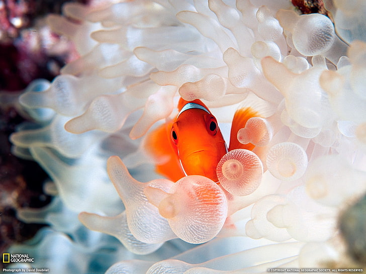 pomarańczowo-białe ceramiczne dekory kwiatowe, National Geographic, ukwiały, ryby, błazenki, zwierzęta, Tapety HD