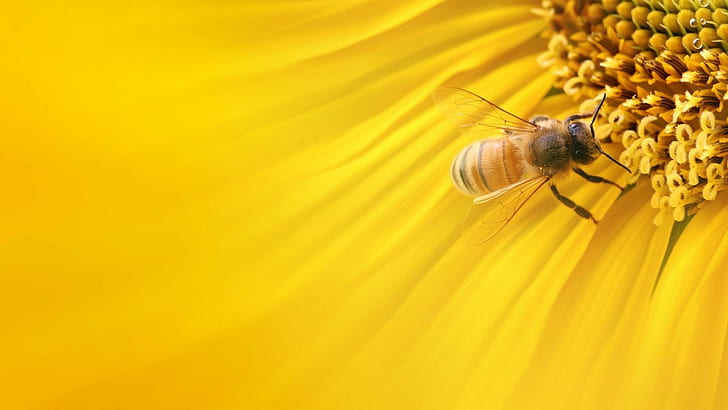Yellow Sunflower Bee, soft, abstract, yellow, sunflower, flowing, insect, flower, 3d and abstract, HD wallpaper