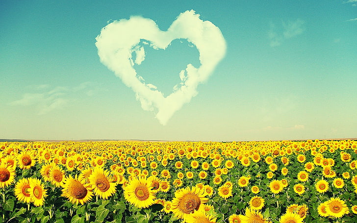 bidang bunga matahari, bunga matahari, awan, bunga, alam, Wallpaper HD
