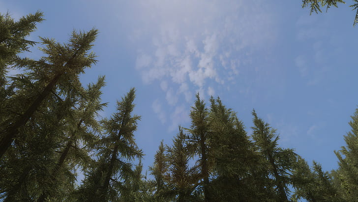 The Elder Scrolls V: Скайрим, окружающая среда, лес, HD обои