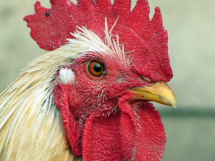 animal, bird, chicken, closeup, cock, poultry, HD wallpaper