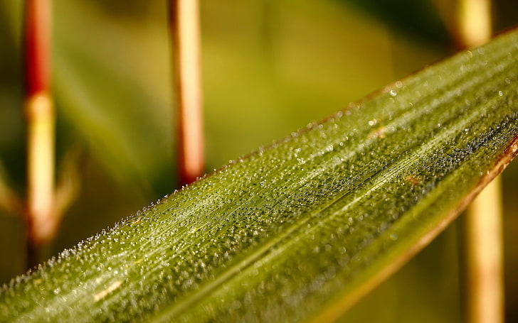 grünes Blatt Pflanze, Pflanze, Blatt, Makro, Tropfen, HD-Hintergrundbild