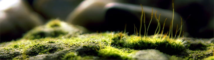 фотография трава макро глубина резкости 3840x1080 Природа Поля HD Арт, фотография, трава, HD обои