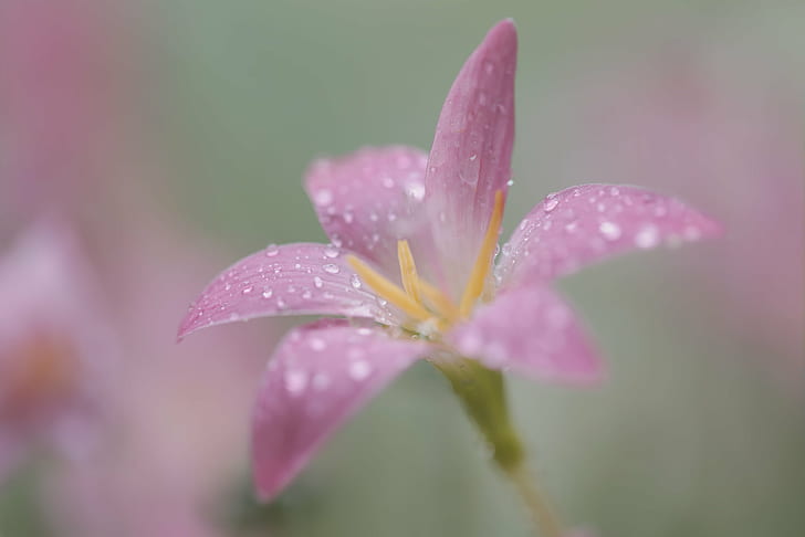 цвете розова лилия, днес, дъжд, Изследвано, цвете лилия, Крокус, Canon 6D, Баладжи, Макро, f / 2.8, природа, растение, розов цвят, цвете, венчелистче, листо, едър план, цветна глава, HD тапет