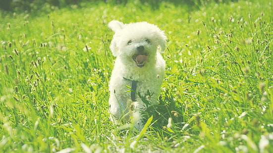 귀여운 몰타어 강아지, HD 배경 화면 HD wallpaper