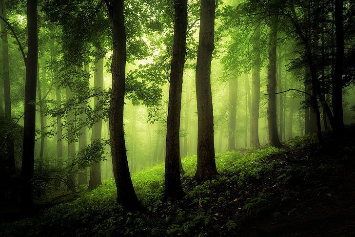 madeira, floresta, névoa, verde, plantas, árvores, folhagem, HD papel de parede