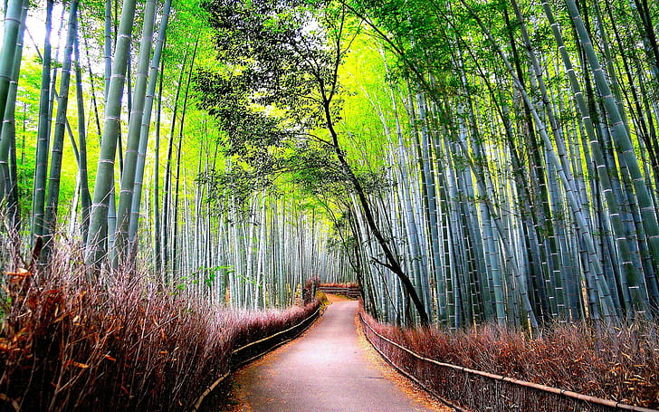 nartur, bosque, 1920x1200, escritorio, bambú, defoliación, otoño, encantador, Fondo de pantalla HD