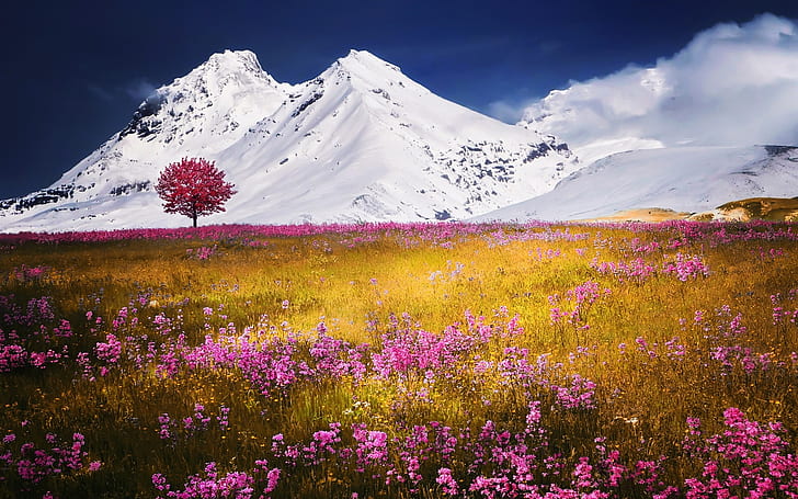 Snow mountain, pink wild flowers, grass, Snow, Mountain, Pink, Wild, Flowers, Grass, HD wallpaper
