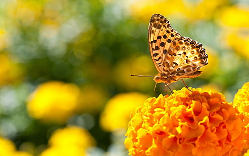 자연, 나비, 금 잔 화, 곤충, 동물, 꽃, HD 배경 화면 HD wallpaper