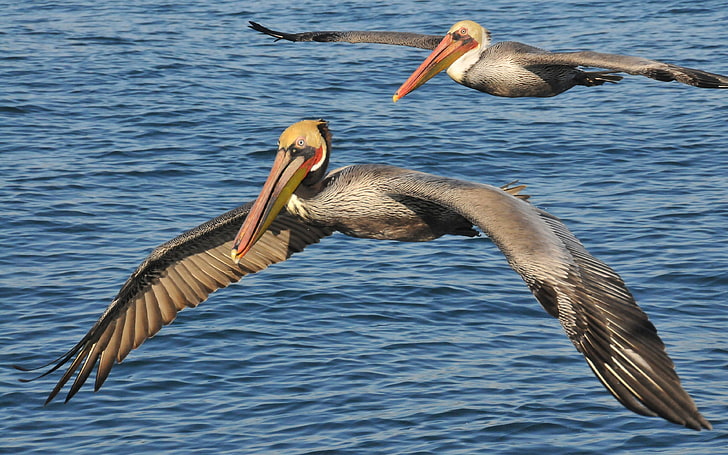Brązowy pelikan północnoamerykański ptak z rodziny pelikan nazwa naukowa Pelecanus Occidentalisflight Hd tapeta na pulpit 3840 × 2400, Tapety HD