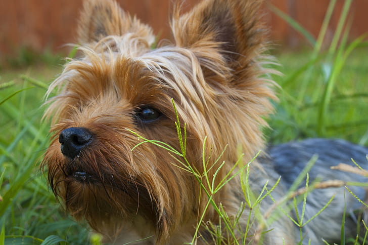 Yorkshire Terrier, สุนัข, ใบหน้า, วอลล์เปเปอร์ HD