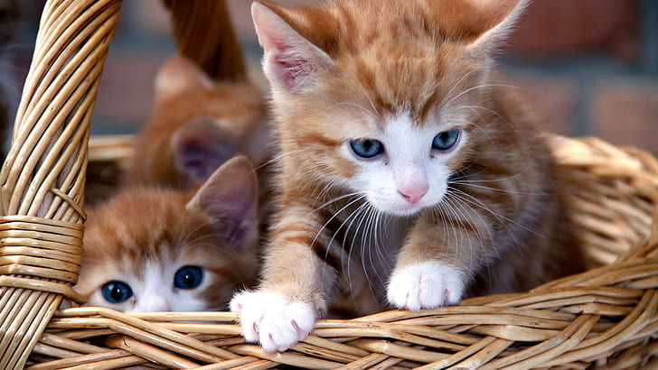 cesta de mimbre, gatito, cesta, gatos, gatitos, lindo, Fondo de pantalla HD