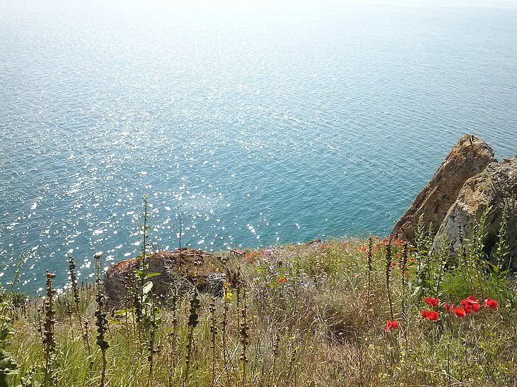 grüne und braune Baummalerei, Natur, Landschaft, Bulgarien, Blumen, Meer, HD-Hintergrundbild