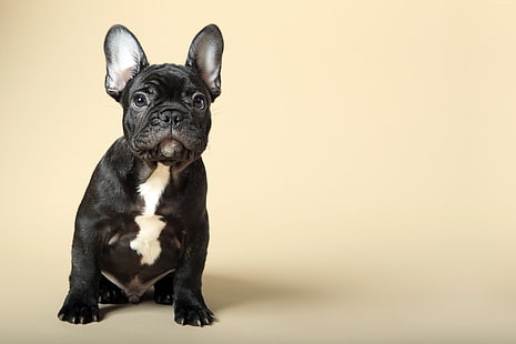 puppy, 4K, cute animals, French Bulldog, HD wallpaper HD wallpaper
