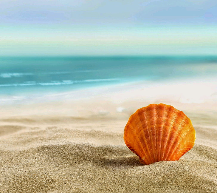 braune Muschelschale, Meer, HD-Hintergrundbild