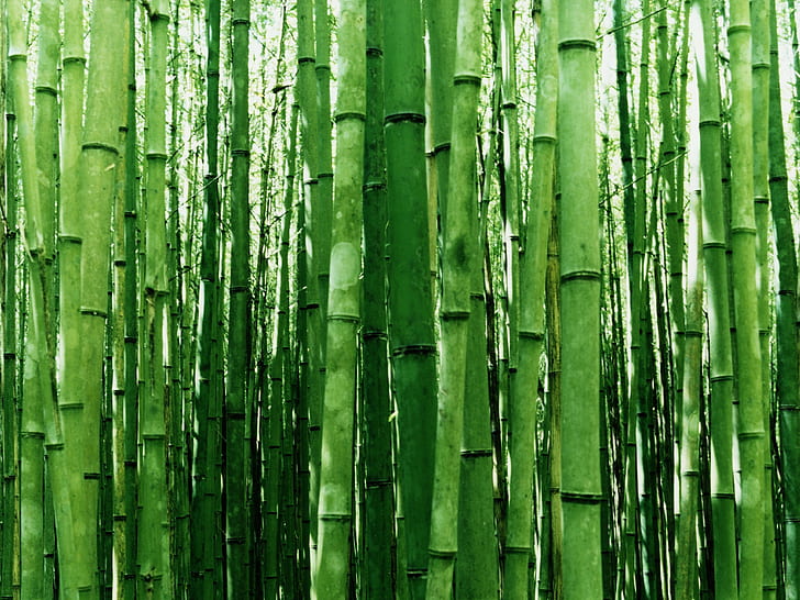 bambu, HD masaüstü duvar kağıdı