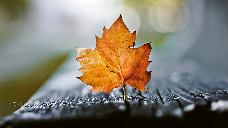 orange maple leaf, leaf, surface, maple, autumn, HD wallpaper