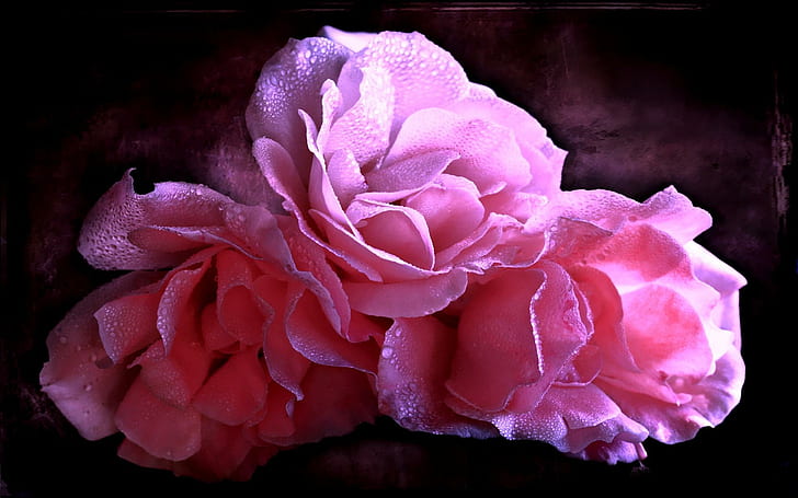 Согревает обнимает, прекрасно, розы, романтично, любить, цветы, розовый, вода, забота, свечение, красота, 3d и аннотация, HD обои
