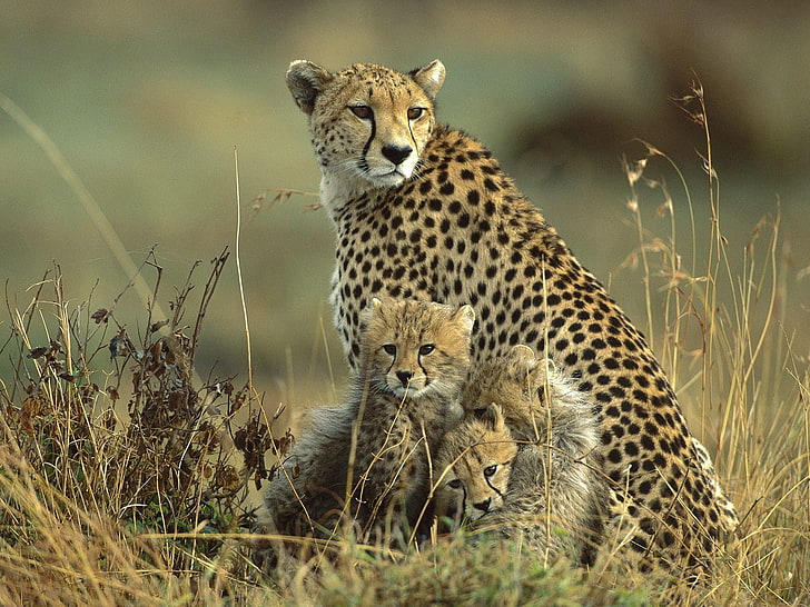 Ghepardi, ghepardo adulto con cuccioli, animali, leopardo, animale, bambino, Sfondo HD
