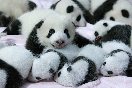 赤ちゃん、ベア、クマ、かわいい、パンダ、パンダ、 HDデスクトップの壁紙 HD wallpaper