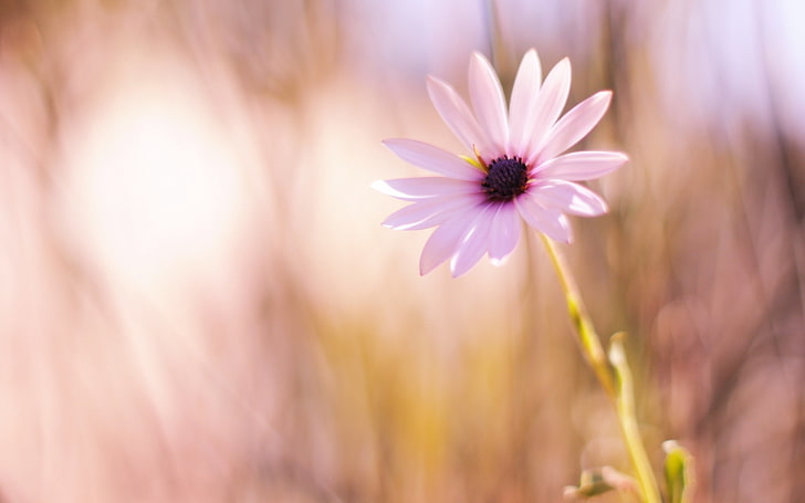 purple flower, flower, meadow, blurred, close-up, HD wallpaper