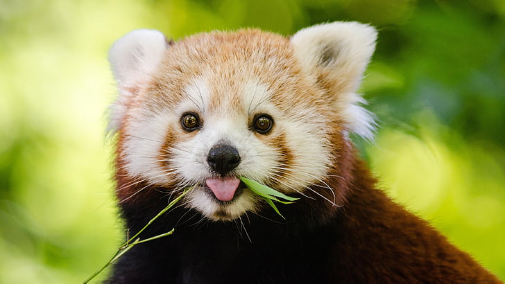 röd panda, bedårande, söt, bambuätare, däggdjur, närbild, mindre panda, djurliv, polisonger, päls, HD tapet