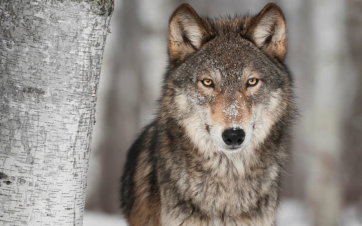Carnivore, predator, snow, winter, wolf, wolves, HD wallpaper