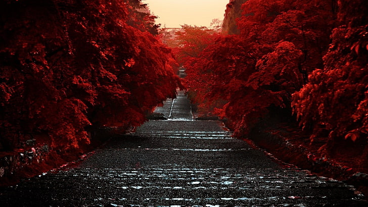 árvore de folhas vermelhas, árvores, estrada, vermelho, natureza, folhas vermelhas, HD papel de parede