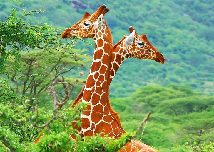 statuetta giraffa marrone e bianca, animali, giraffe, fauna selvatica, natura, colorato, alberi, Sfondo HD