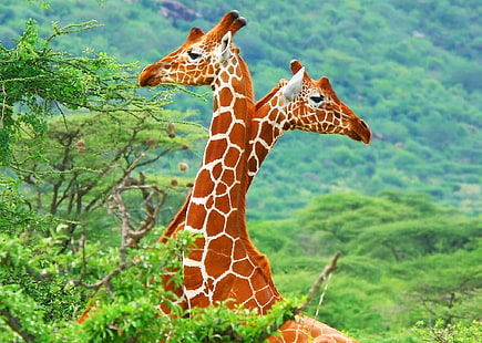 statuetta giraffa marrone e bianca, animali, giraffe, fauna selvatica, natura, colorato, alberi, Sfondo HD HD wallpaper