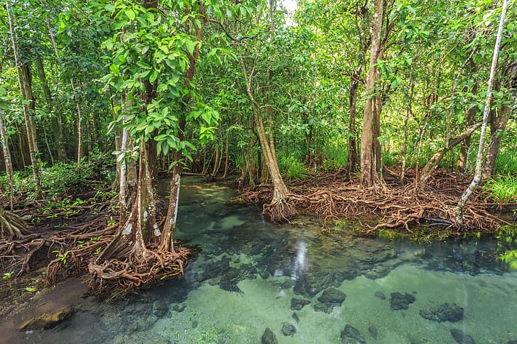 forest, lake, river, tropical, landscape, beautiful, tree, mangrove, emerald, HD wallpaper