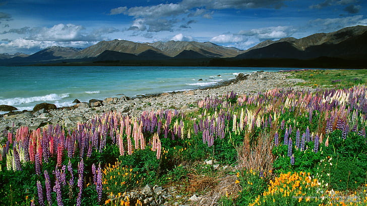 Russell Lupines, 테 카포 호수, 뉴질랜드, 오세아니아, HD 배경 화면