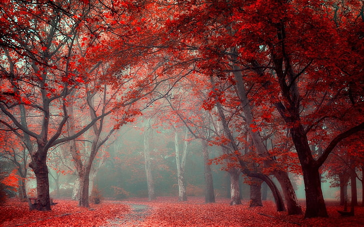кленово дърво, път между червенолистни дървета, пейзаж, природа, парк, листа, път, падане, дървета, мъгла, червен, син, тунел, HD тапет
