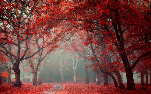 клен, путь между красными лиственными деревьями, пейзаж, природа, парк, листья, дорога, осень, деревья, туман, красный, синий, туннель, HD обои HD wallpaper