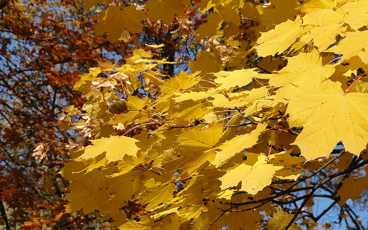 Yellow acorn leaves, autumn, nature, yellow, acorn, leaves, HD wallpaper