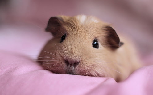 hamster bege, porquinho da índia, focinho, fofo, baixo, bonitinho, HD papel de parede HD wallpaper
