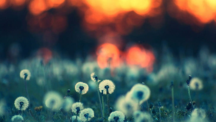 Dandelion Fields, dandelions, fields, nature, sunset, HD wallpaper