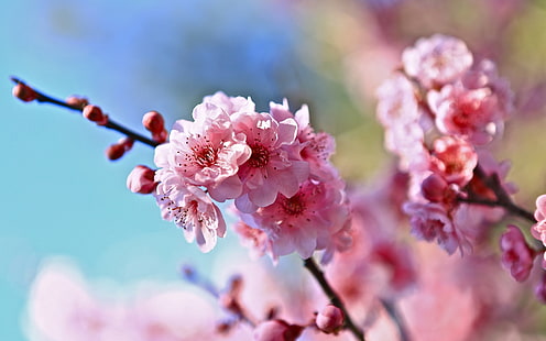 Пролет, клонки, розови черешови цветя, размазване на фона, Пролет, клонки, розово, череша, цветя, размазване, фон, HD тапет HD wallpaper