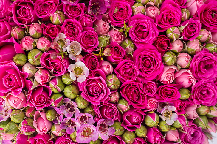 bunch of pink rose flowers, roses, pink, flowers, HD wallpaper