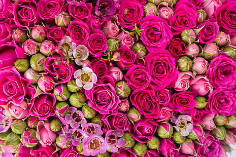 mazzo di fiori rosa rosa, rose, rosa, fiori, Sfondo HD HD wallpaper