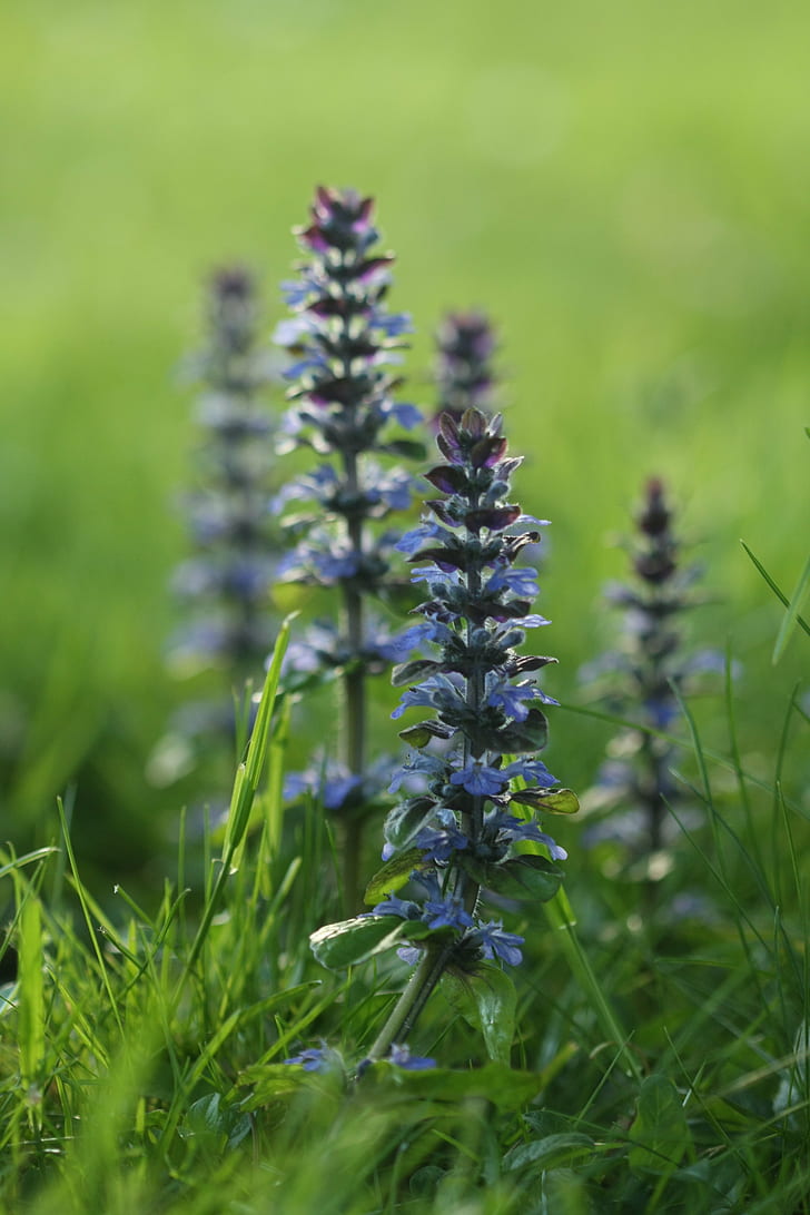 person taking photo of blue flower plant in tilt shift photography, Bugleweed, person, blue flower, plant, tilt shift photography, ajuga, nature, flower, purple, lavender, summer, herb, close-up, HD wallpaper