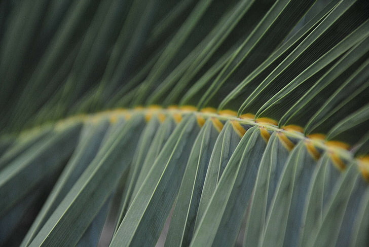 fern, grass, stalk, HD wallpaper