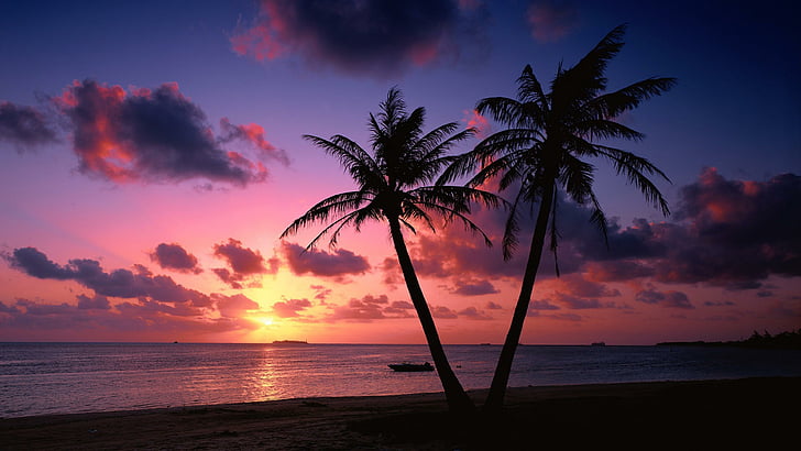 beach, purple sky, sunset, palms, palm trees, seashore, sky, evening, HD wallpaper