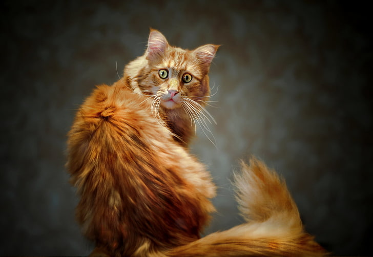 pomarańczowy kot maine coon, oczy, kot, spojrzenie, rudy, ogon, Kote, Tapety HD