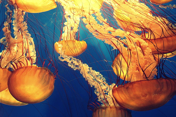 animals, deep ocean, deep sea, jellyfishes, marine life, nature, ocean, sea, sea creature, tentacles, underwater, HD wallpaper
