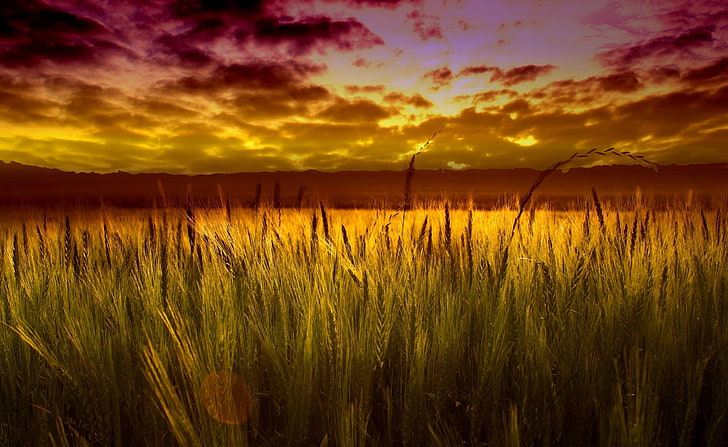 Colorful Sunset Over Wheat Field, green wheat field, Nature, Landscape, Colorful, Sunset, Field, Wheat, Over, HD wallpaper