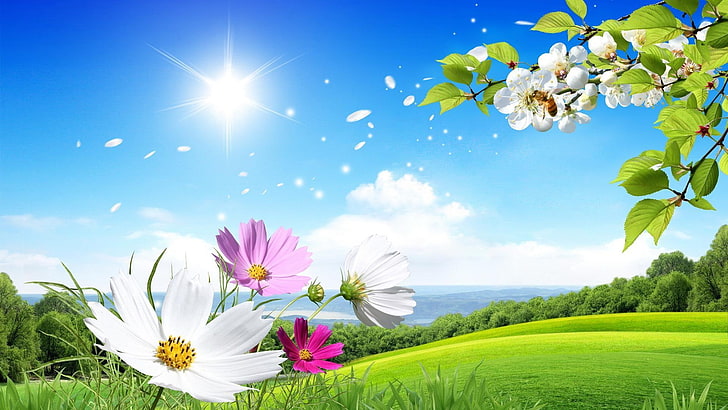 цвете, небе, природа, поле, ливада, пасища, през деня, диво цвете, пролет, слънчева светлина, сутрин, разцвет, трева, маргаритка, прерия, HD тапет
