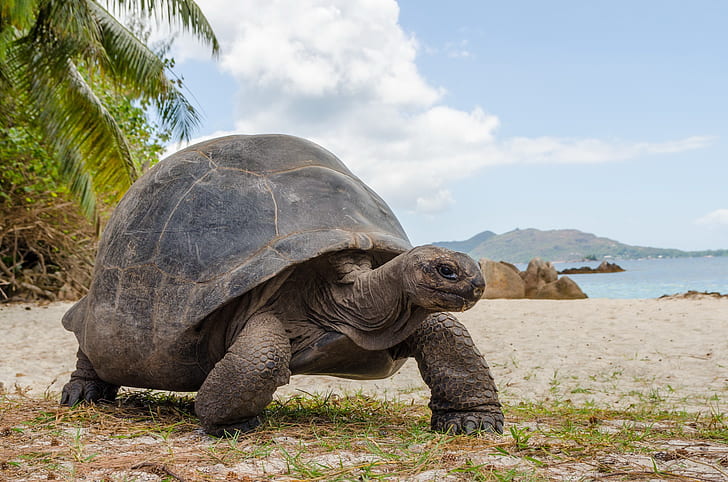 Seychelles, pulau Curieuse, Aldabra Giant Tortoise, Aldabrachelys gigantea, Wallpaper HD